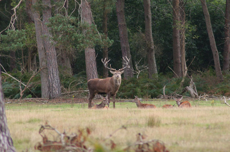 Red deer at RSPB Minsmere Red deer at RSPB Minsmere