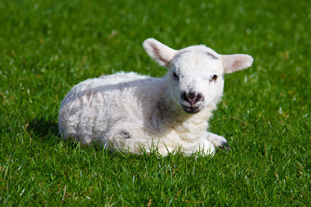 Lamb Wimpole Home Farm