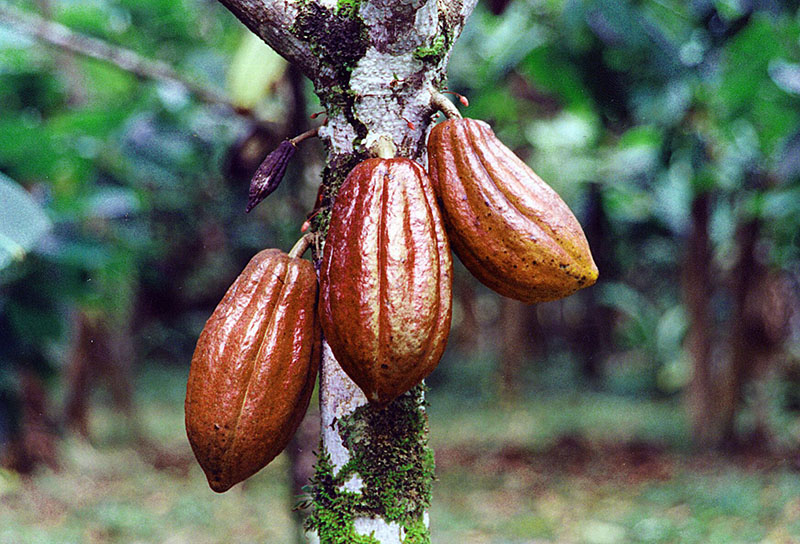 Cocoa beans