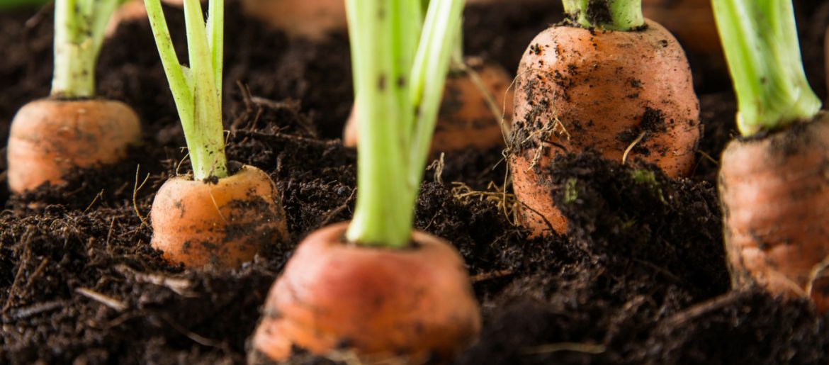 Cambridge food collective