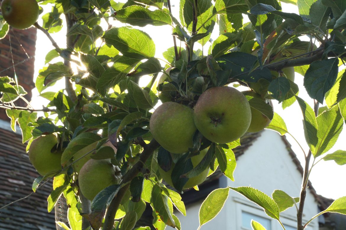 How does your garden grow?