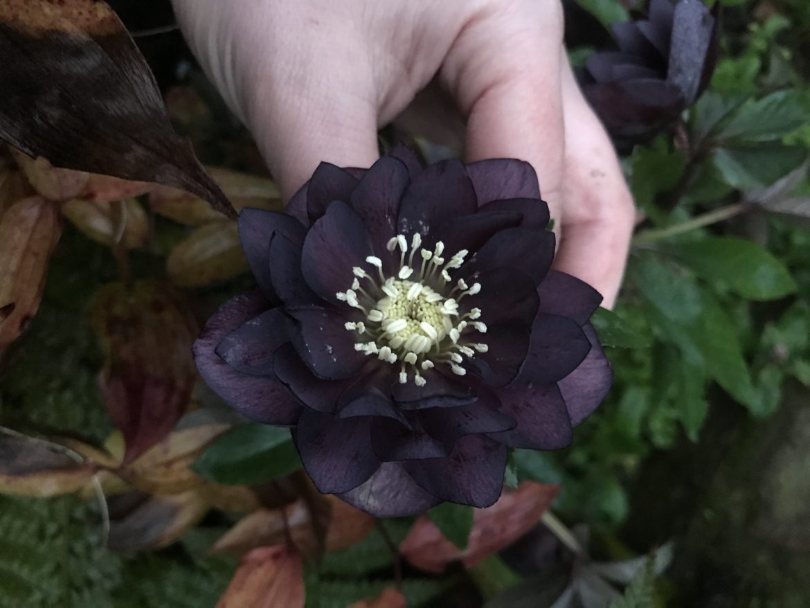 How does your garden grow? March ’20