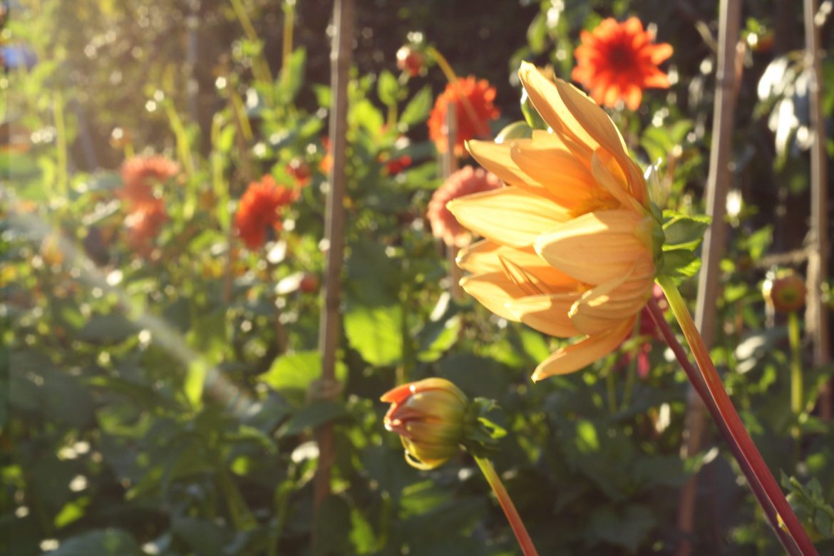 How does your garden grow? September ’20