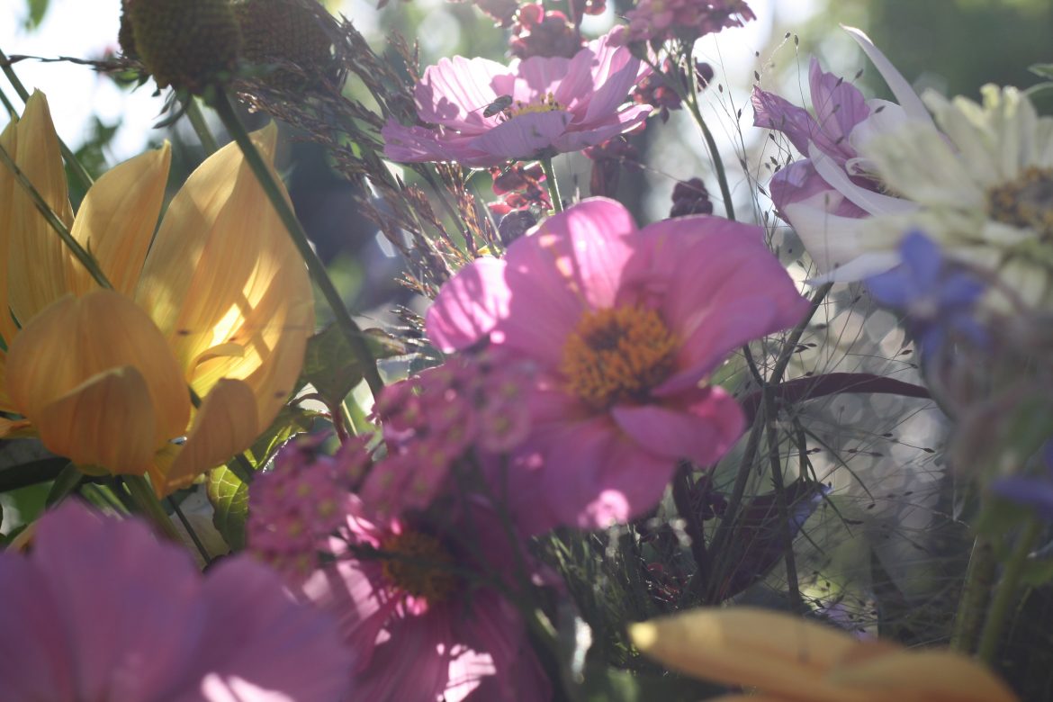 How does your garden grow? October ’20