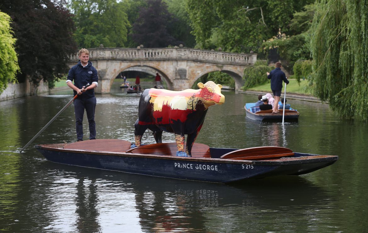 Cows about Cambridge