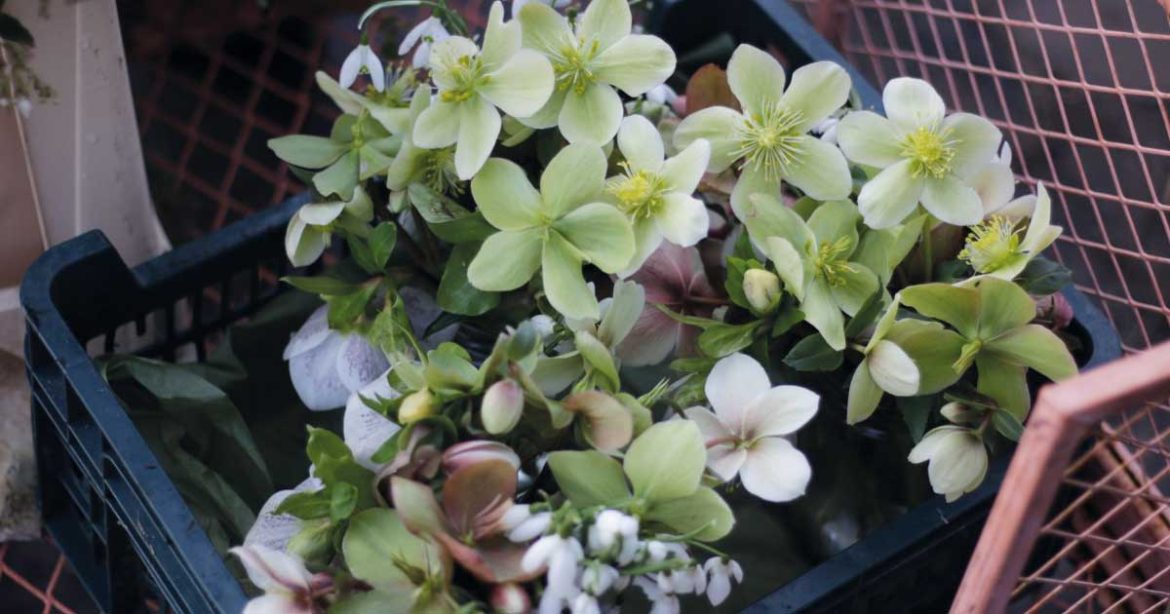 gardening - green leafy plant