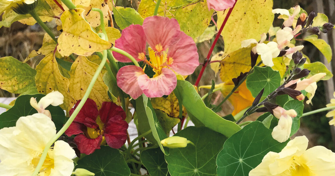 Anna's Flower Farm: April '22