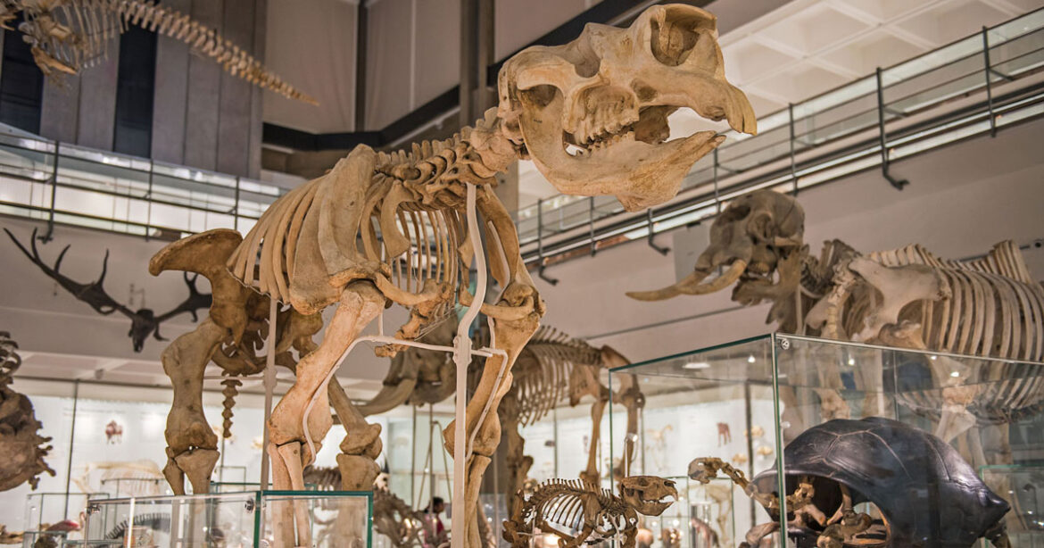 Museum of Zoology © Julieta Sarmiento Photography