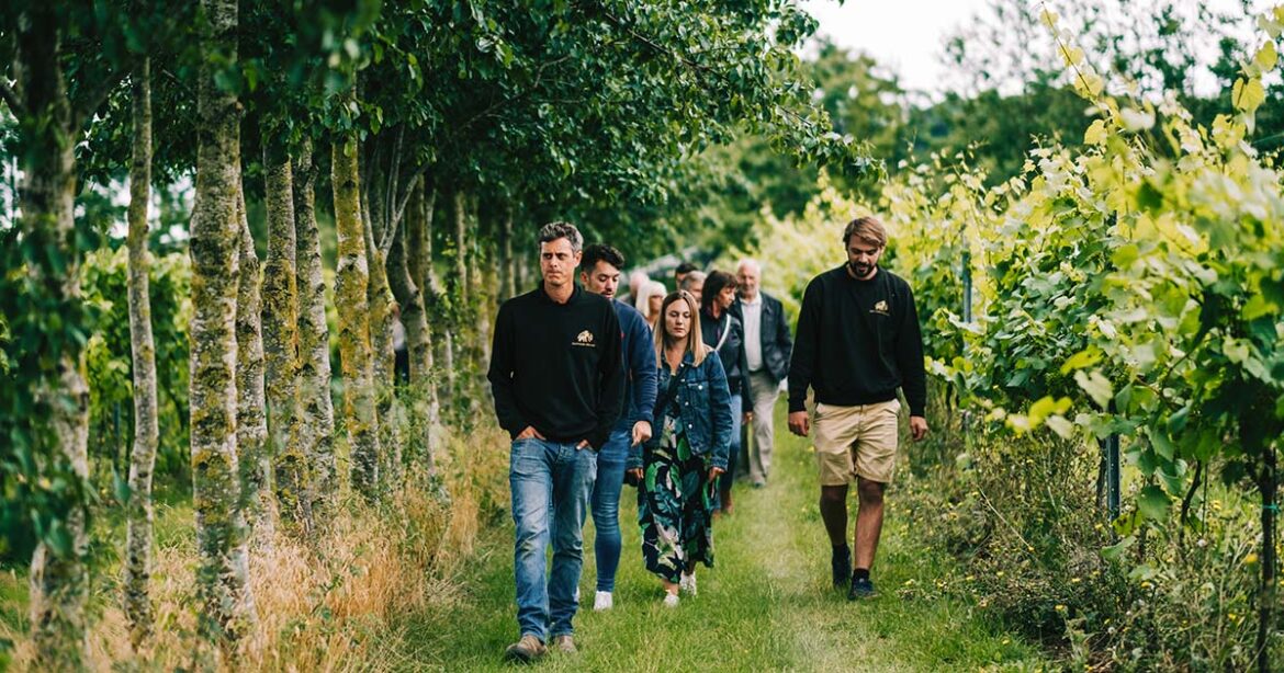 Saffron Grange Vineyard