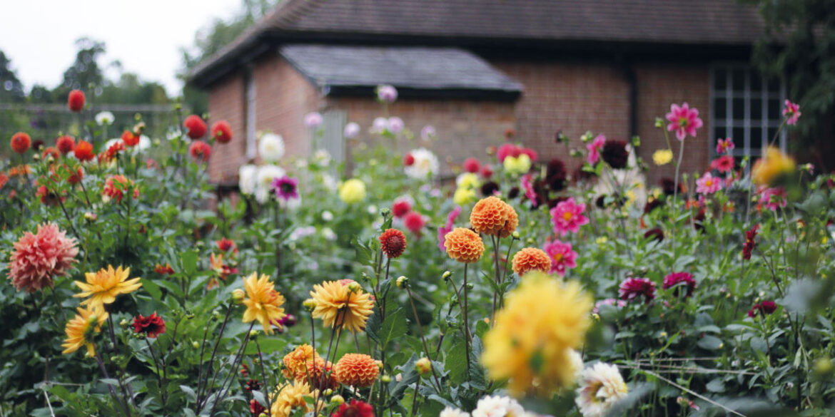 Annas-flower-farm-IMG_2267