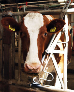 Open-Cambridge-Intext-cowedit-credit---Zoe-Smith